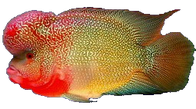 BrainfishBanner2